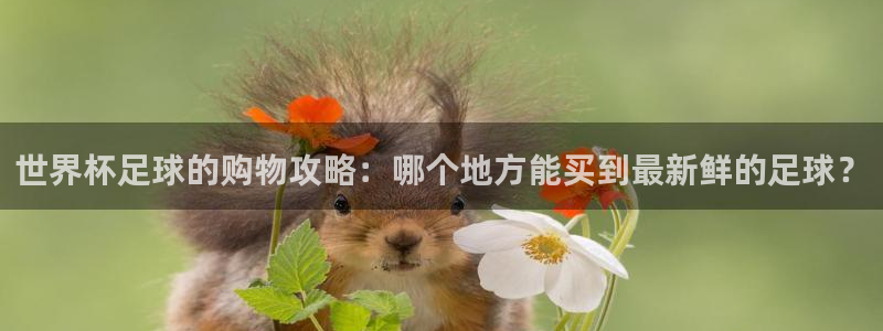 鼎天国际体育：世界杯足球的购物攻略：哪个地方能买到最新鲜的足球？